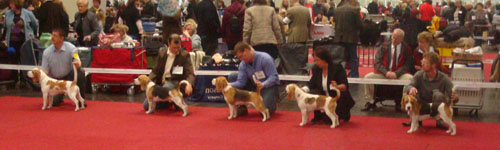 Beagles vom Deistertal Ausstellung Hannover Jugendklasse